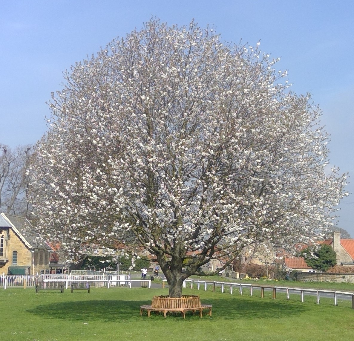 tree on coronation green